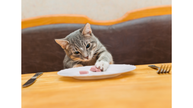 what to feed a cat with sensitive stomach