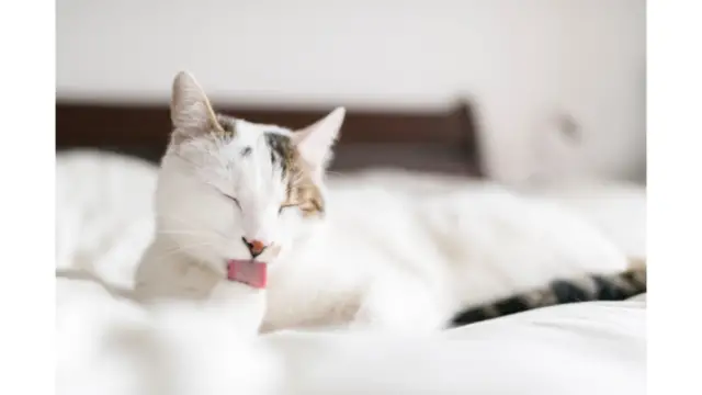 cat behavior