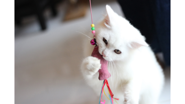 cat toy