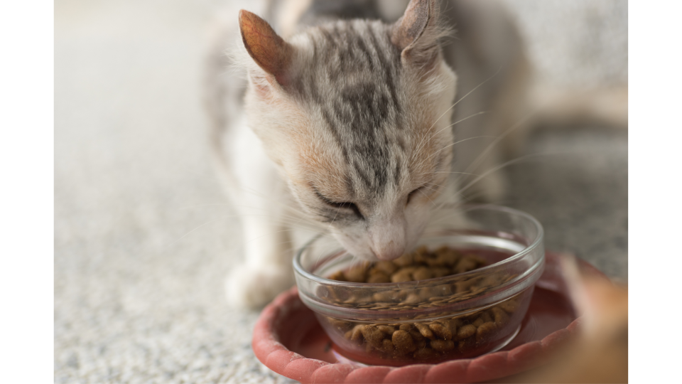 how much dry food to feed a cat calculator