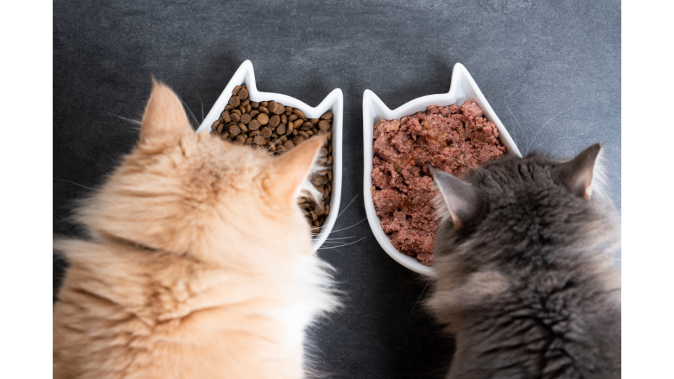 how much wet food to feed a cat calculator