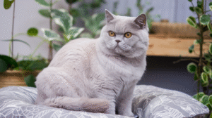 Rarity and Beauty of the Lilac British Shorthair Cat