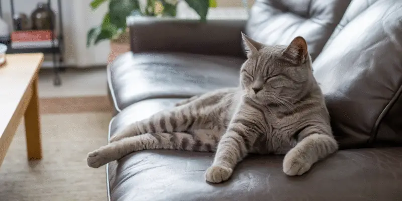 Tabby British Shorthair copy