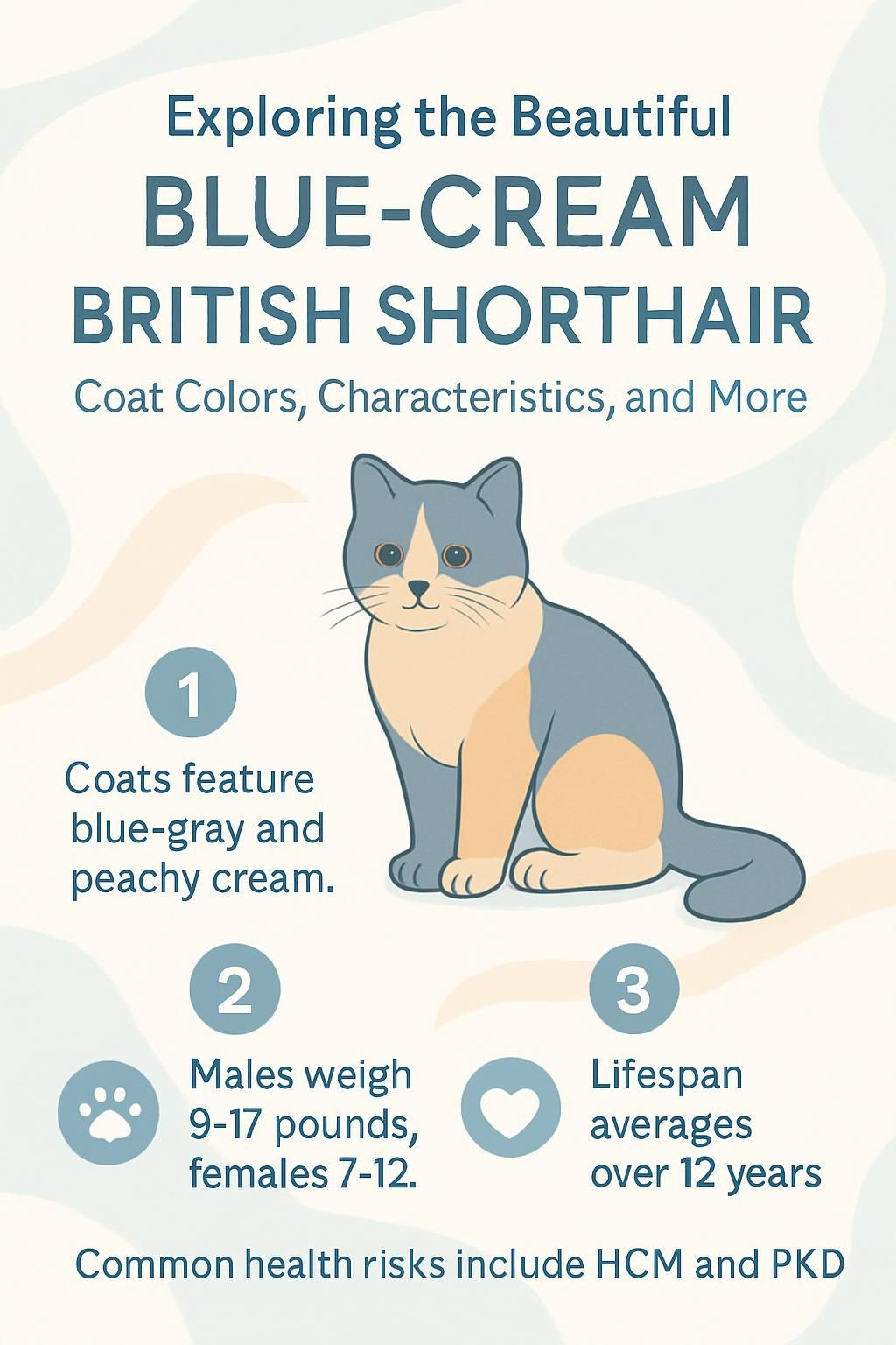 infographic of Blue-Cream British Shorthair