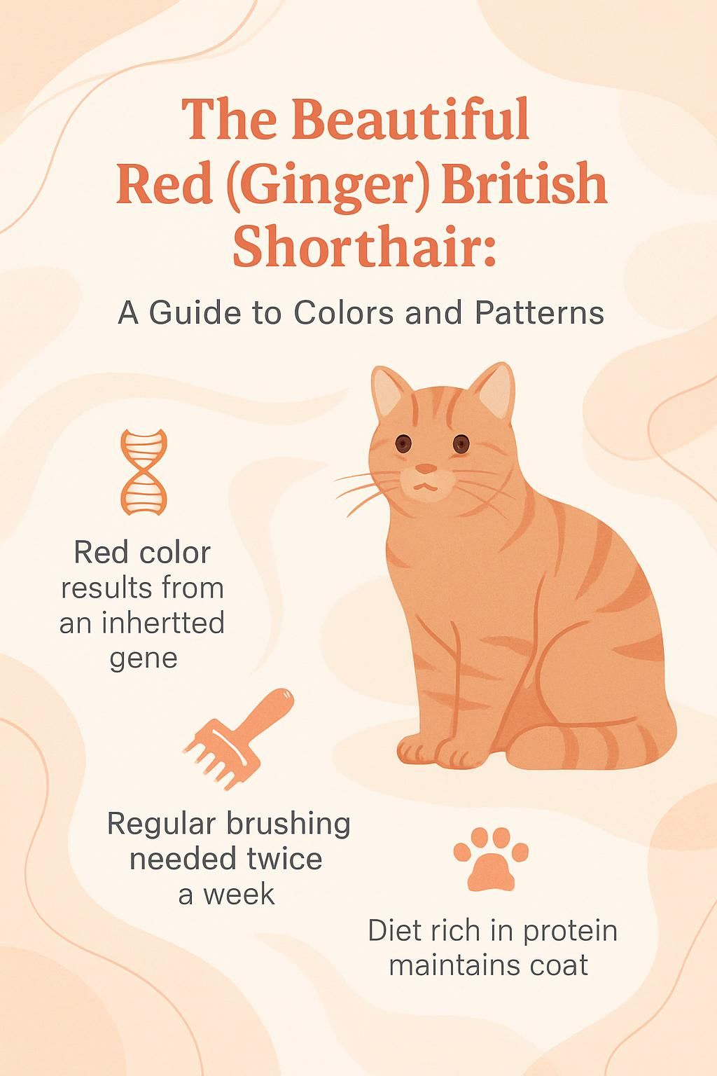 infographic-the-beautiful-red-ginger-british-shorthair-a-guide-to-colors-and-patterns