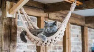 diy cat wall hammock