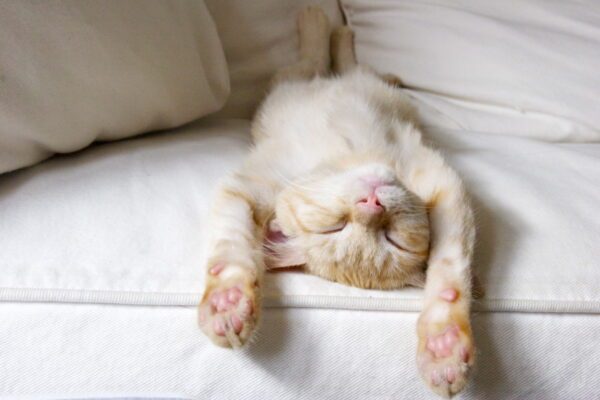 best immune booster for cats best immune booster for cats