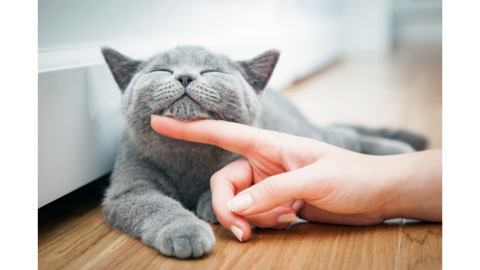 can you dna test your cat can you dna test your cat
